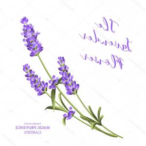 300x300 Watercolor Branch Of Lavender Vector Cqrecords