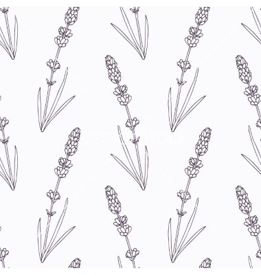 380x400 Hand Drawn Lavender Branch And Flowers Outline Vector D How