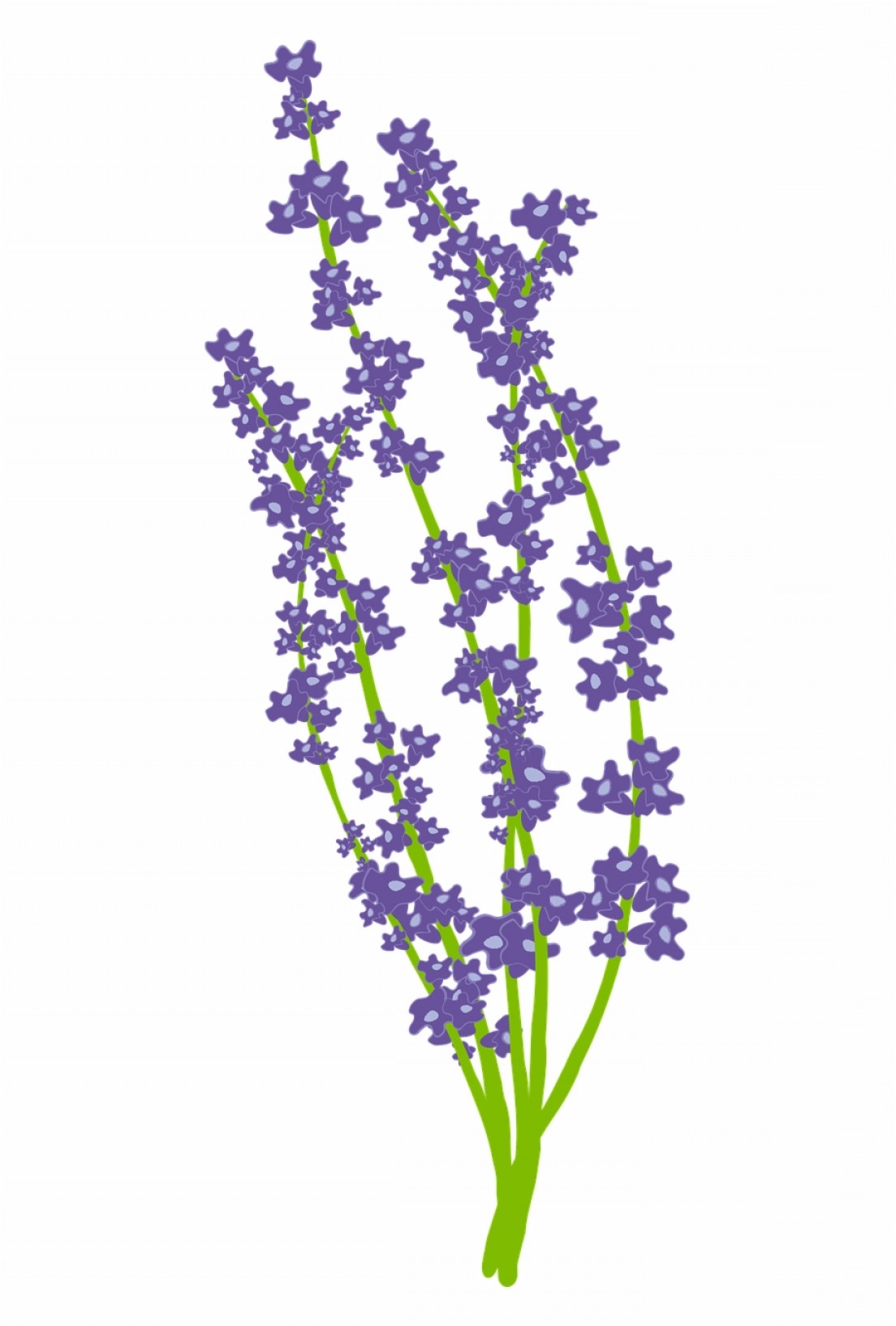 Lavender Vector at Vectorified.com | Collection of Lavender Vector free ...