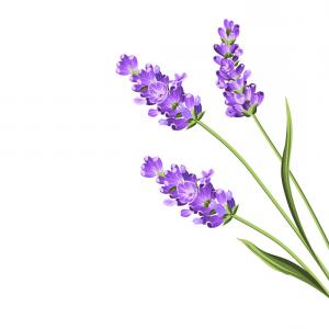 300x300 Lavender Flowers In Closeup Vector Cqrecords