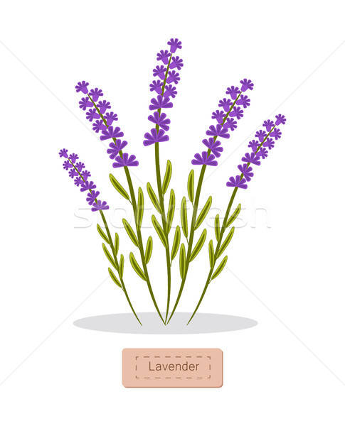 485x600 Lavender Stock Vectors, Illustrations And Cliparts Stockfresh