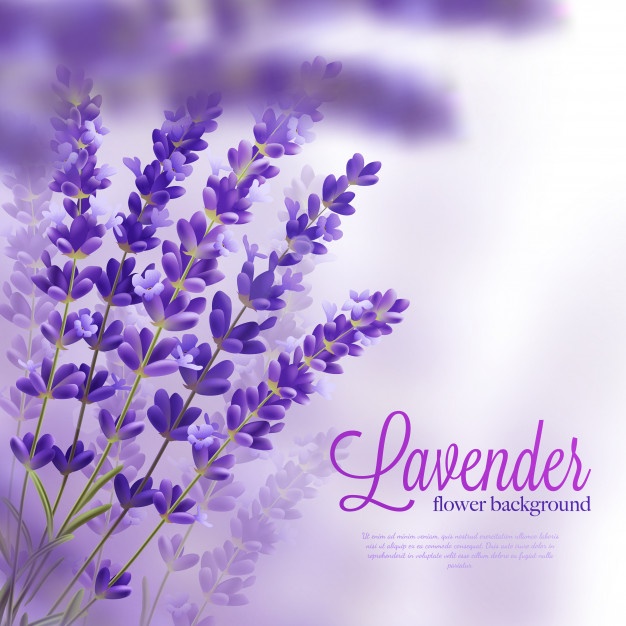 Lavender Vectors, Photos And Free Download 626x626 Lavender Vectors, Photos And Free Download