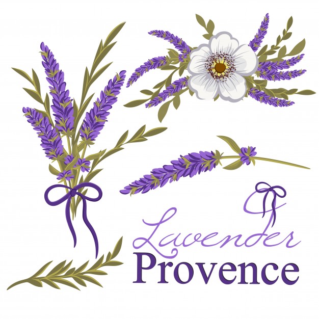 626x626 Lavender Illustration Vectors, Photos And Free Download