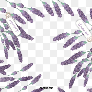 360x360 Lavender Vector, Graphic Resources For Free Download