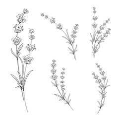 240x240 Lavender Vector Photos, Royalty Free Images, Graphics, Vectors