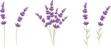 362x160 Lavender Clipart Vector For Free Download And Use Images