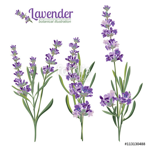 Lavender Vector Free at Vectorified.com | Collection of Lavender Vector ...