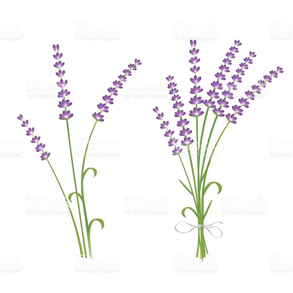 1024x1024 Lavender Flowers Isolated Vector Illustration Lavender Stock