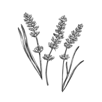 400x400 Lavender On Curated Vector Illustrations, Stock Royalty Free