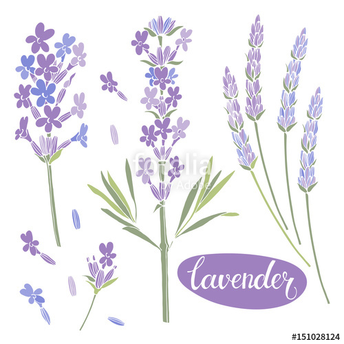 500x500 Lavender Vector Illustration, Isolated Floral Elements For Design