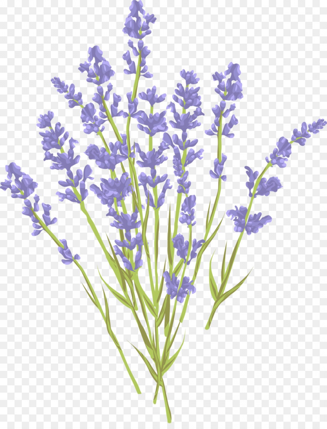 Lavender Vector Free at Vectorified.com | Collection of Lavender Vector ...