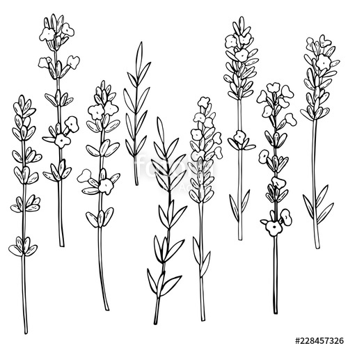 500x500 Hand Drawn Lavender Vector Sketch Illustration Stock Image