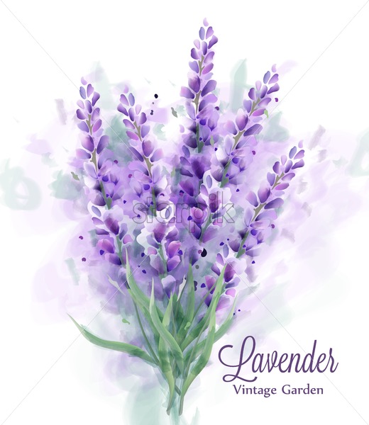 Lavender Bouquet Watercolor Vector Delicate Floral Decor Spring 520x600 Lavender Bouquet Watercolor Vector Delicate Floral Decor Spring