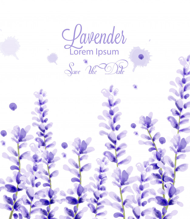 Lavender Watercolor Card Vector Premium Download 626x722 Lavender Watercolor Card Vector Premium Download
