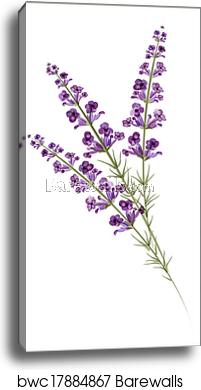 Lavender Watercolor Drawing Vector, Canvas Print Barewalls 201x390 Lavender Watercolor Drawing Vector, Canvas Print Barewalls