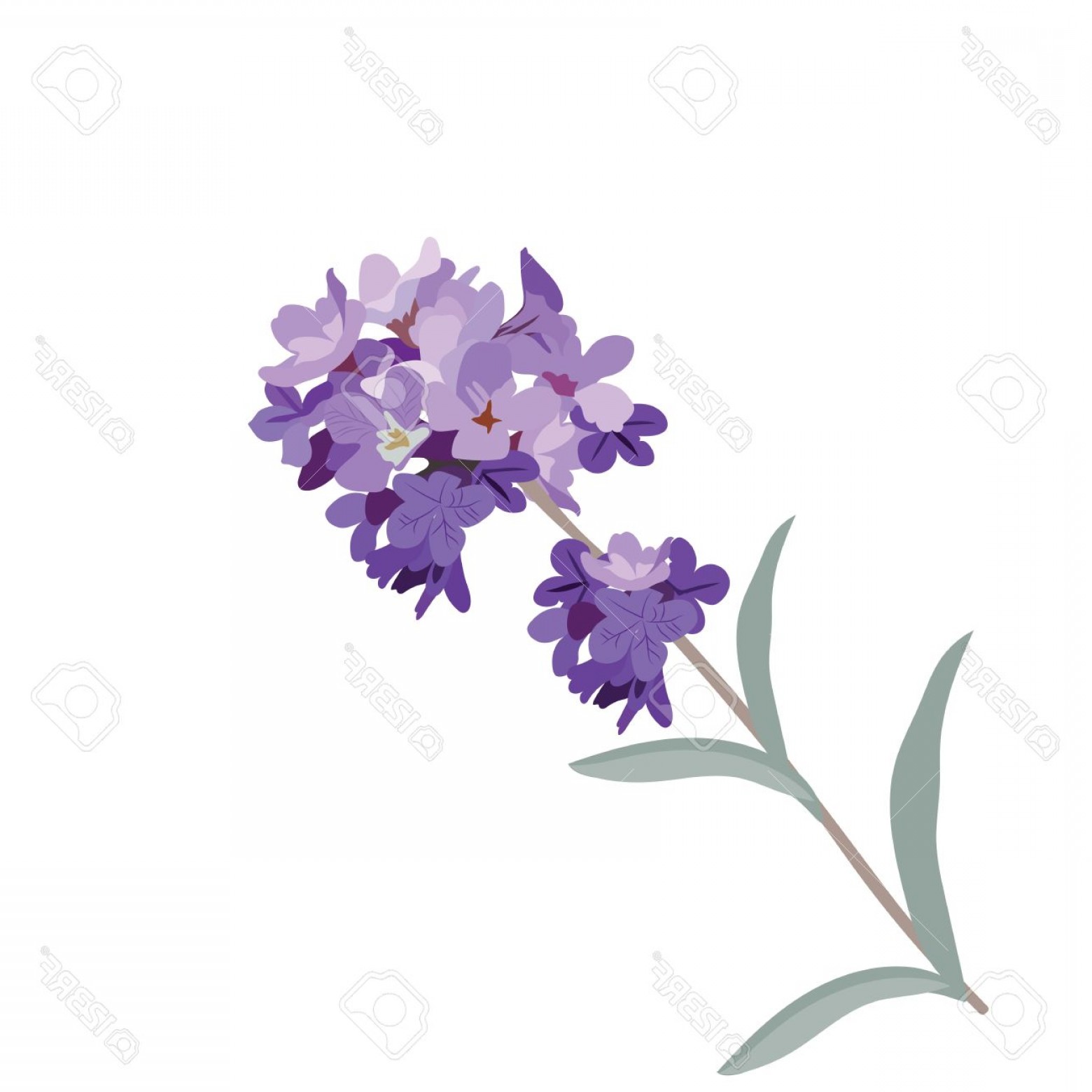 Photostock Vector Lavender Flower In Watercolor Paint Style Vector 1560x1560 Photostock Vector Lavender Flower In Watercolor Paint Style Vector