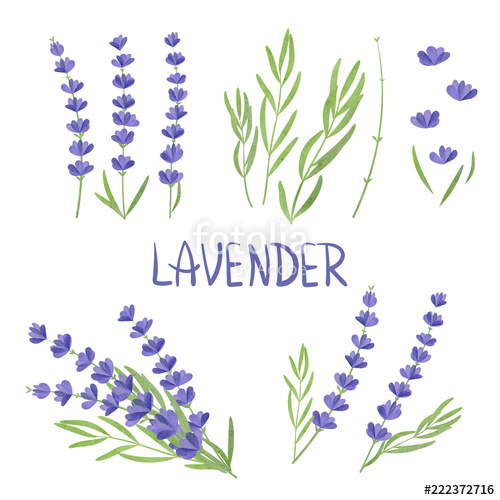 Set Of Watercolor Lavender Flower Elements Vector Illustration 500x500 Set Of Watercolor Lavender Flower Elements Vector Illustration