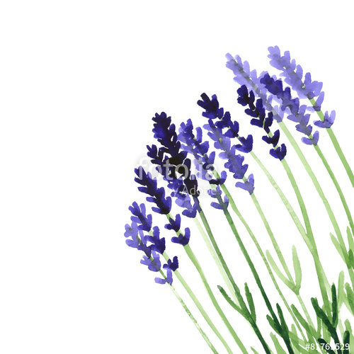 Vector Background With Violet Watercolor Lavender Stock Image 500x500 Vector Background With Violet Watercolor Lavender Stock Image