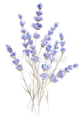Watercolor Illustration Of Lavender Isolated On White Floral 264x380 Watercolor Illustration Of Lavender Isolated On White Floral