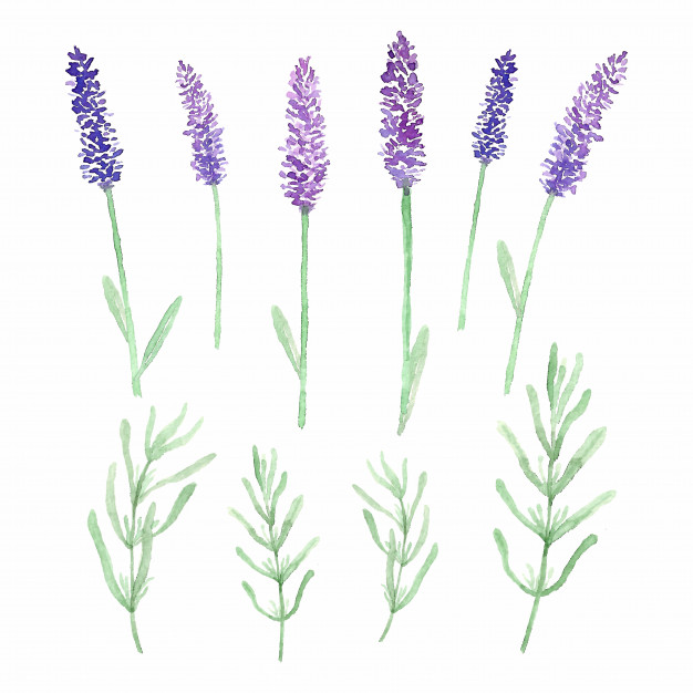 Lavender Watercolor Vector at Vectorified.com | Collection of Lavender ...