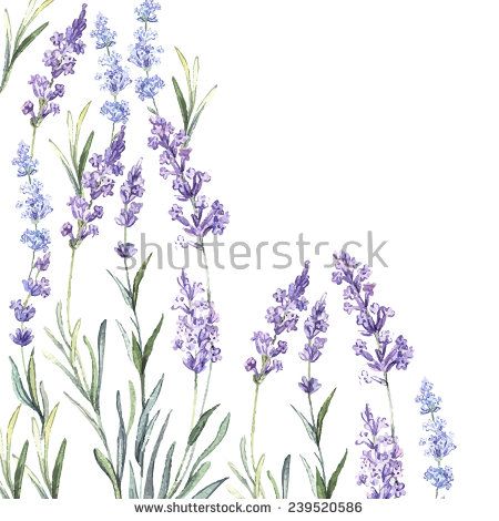 Watercolor Vintage Background Of Lavender Watercolor Vector 450x470 Watercolor Vintage Background Of Lavender Watercolor Vector