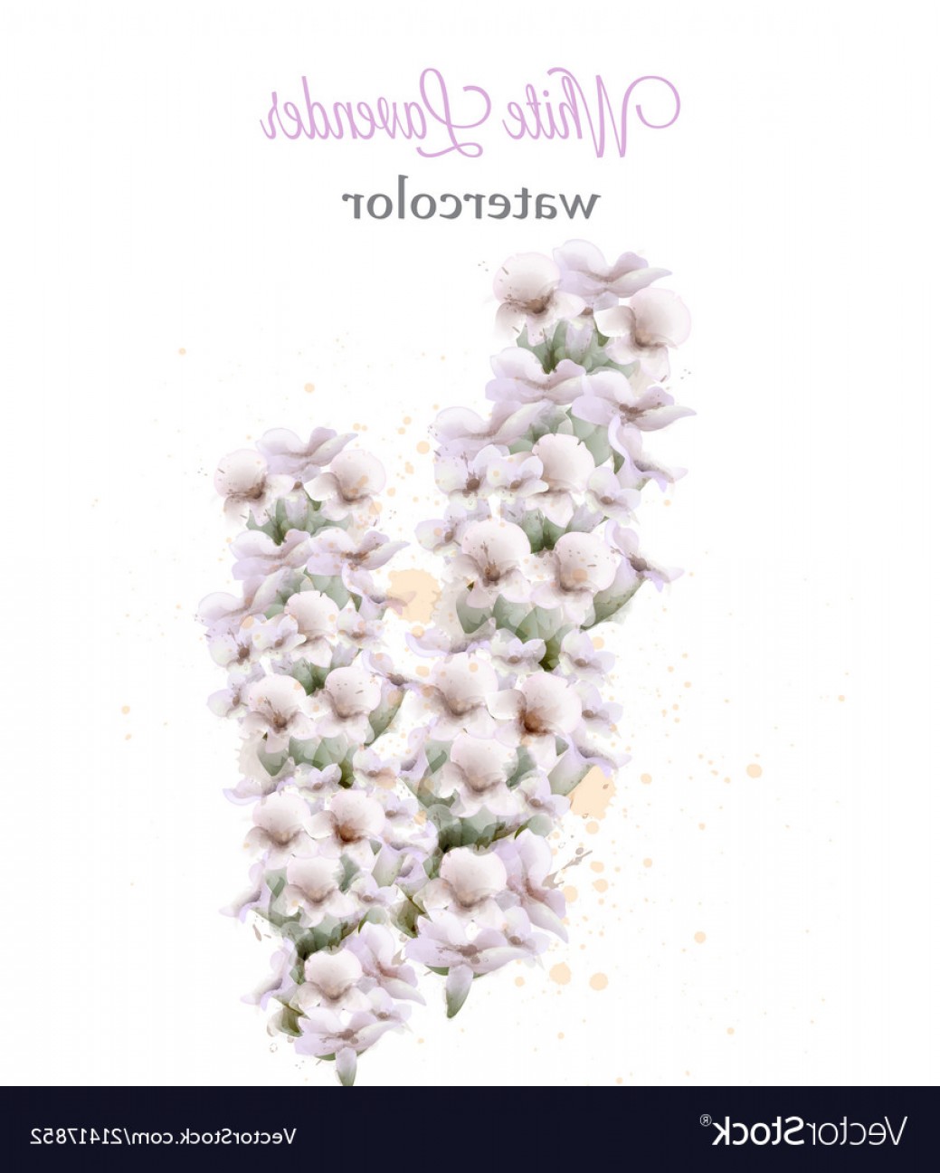 White Lavender Watercolor Flowers Isolated Vector Soidergi 1039x1296 White Lavender Watercolor Flowers Isolated Vector Soidergi