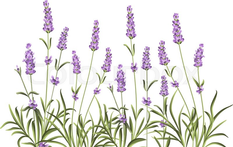 Wreath Of Lavender Flowers In Stock Vector Colourbox 800x505 Wreath Of Lavender Flowers In Stock Vector Colourbox