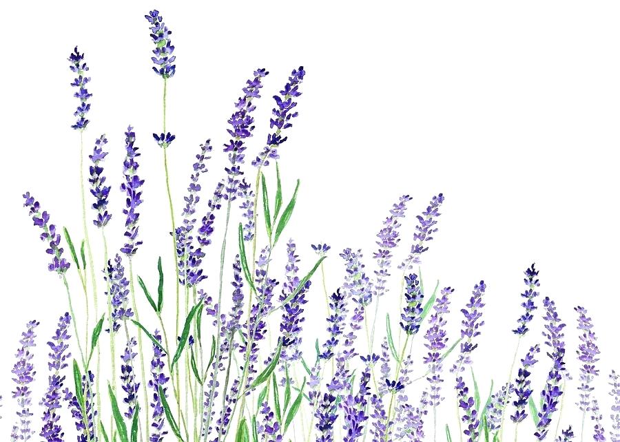 Lavender Watercolor Vector At Collection Of Lavender Watercolor Vector Free