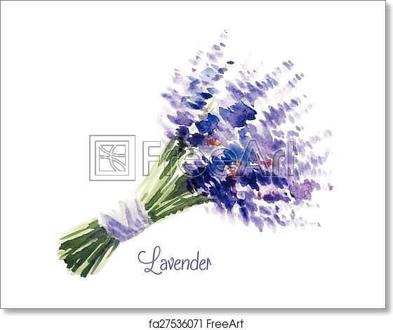 Free Art Print Of Vector Watercolor Bouquet Of Lavender Delicate 560x470 Free Art Print Of Vector Watercolor Bouquet Of Lavender Delicate