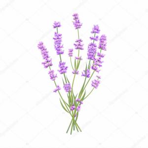 Lavender Card Watercolor Vector Flowers Bouquet Background Spring 300x300 Lavender Card Watercolor Vector Flowers Bouquet Background Spring