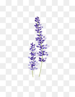 Lavender Watercolor Png Images Vector And Free 260x338 Lavender Watercolor Png Images Vector And Free