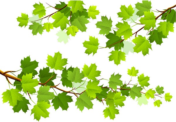 600x414 Green Maple Leaf Branch Vector Material My Free Photoshop World