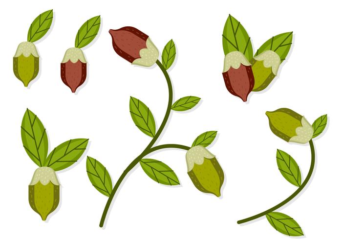 700x490 Jojoba Fruit And Branch Vector