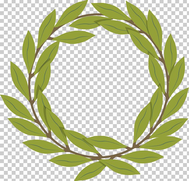 728x697 Olive Branch Png, Clipart, Branch, Branches, Branch Vector