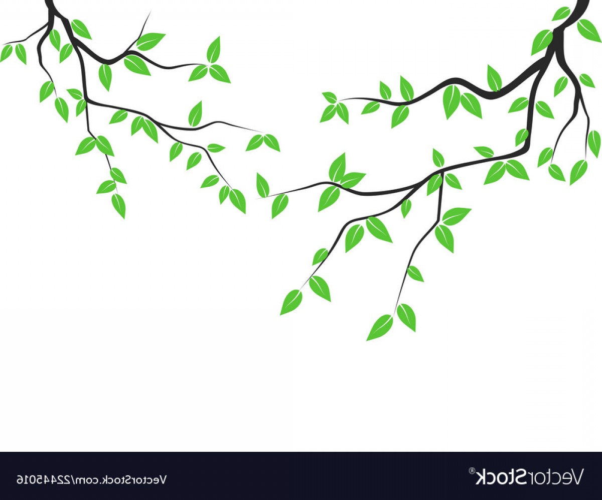 1200x996 Tree Branch Vector Cqrecords