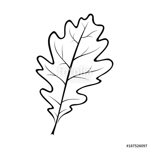 Black And White Vector Illustration Of An Oak Leaf Stock Image 500x500 Black And White Vector Illustration Of An Oak Leaf Stock Image