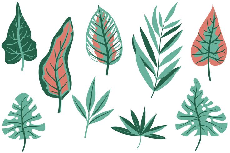 Free Tropical Leaves Vectors 737x490 Free Tropical Leaves Vectors