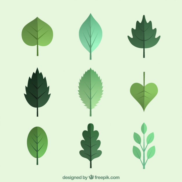 Green Leaves Collection Vector Free Download 626x626 Green Leaves Collection Vector Free Download