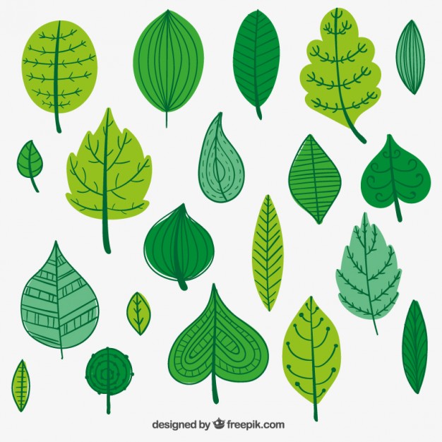 Green Leaves Illustration Vector Free Download 626x626 Green Leaves Illustration Vector Free Download