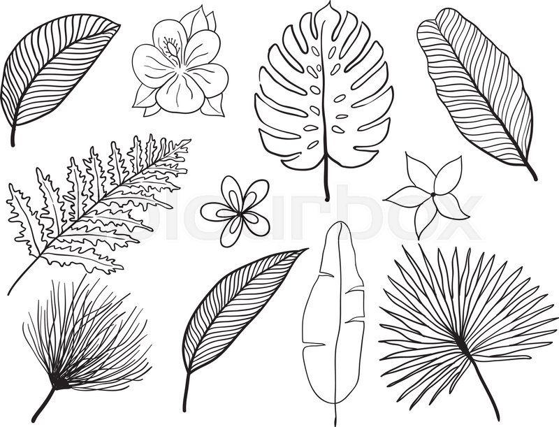 Hand Drawn Tropical Leaves Silhouette Stock Vector Colourbox 800x611 Hand Drawn Tropical Leaves Silhouette Stock Vector Colourbox