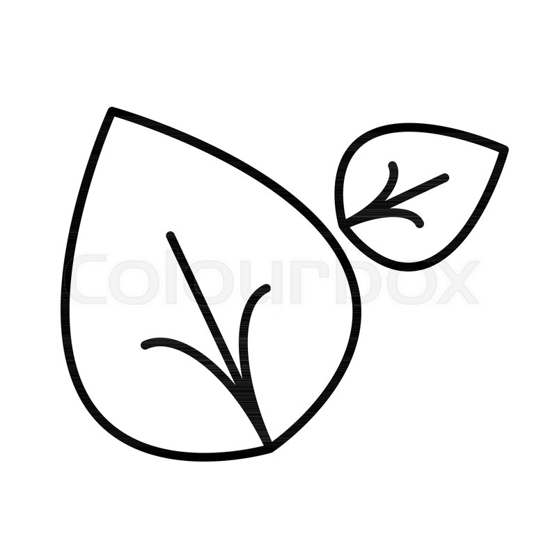 800x800 Leaves Thin Line Icon Two Leaves Stock Vector Colourbox