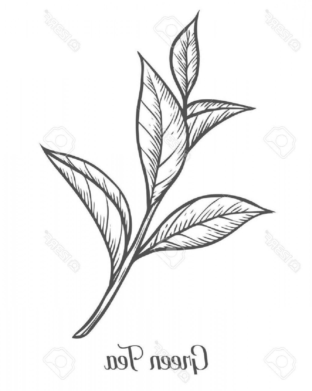 1246x1560 Plant Line Art Vector Hoodamath