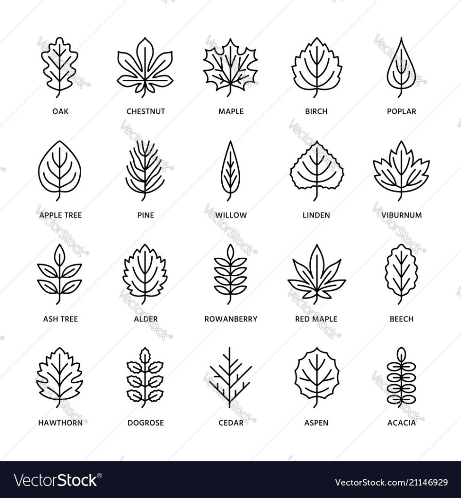 948x1024 Coloring Autumn Leaves Flat Line Icons Leaf Types Rowan Vector