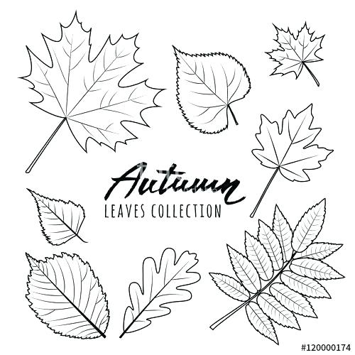 500x500 Fall Leaves Drawing Remotelearners Club
