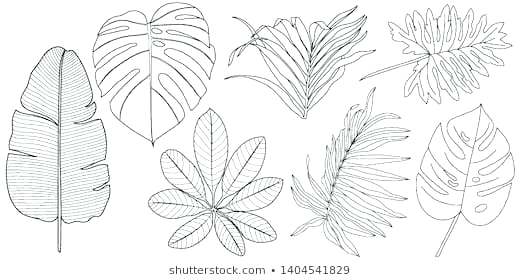 520x280 Leave Drawing