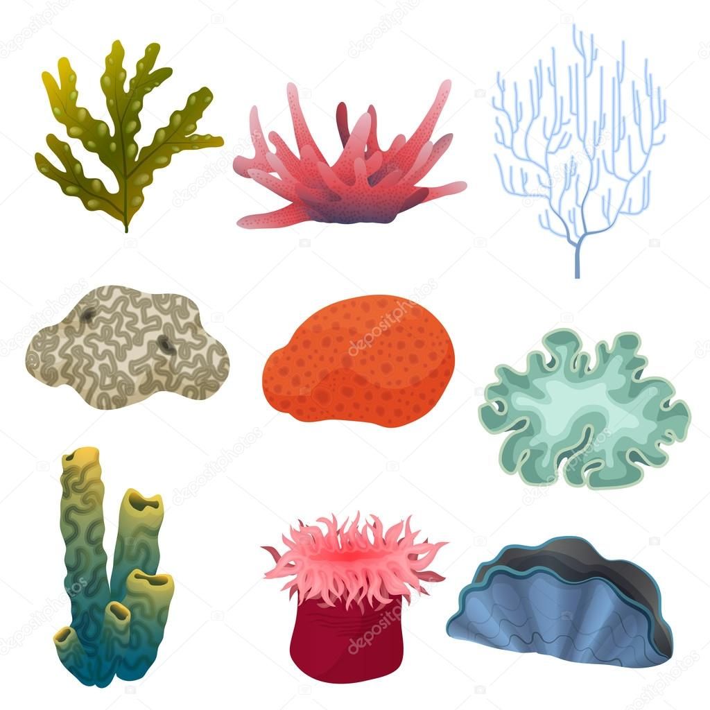 1024x1024 Reef Clipart Leaf