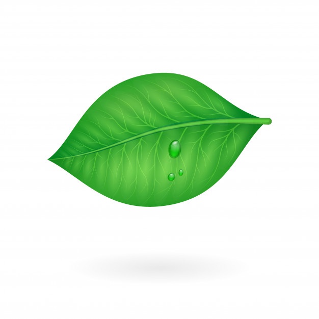 Leaf Shape Vector at Vectorified.com | Collection of Leaf Shape Vector