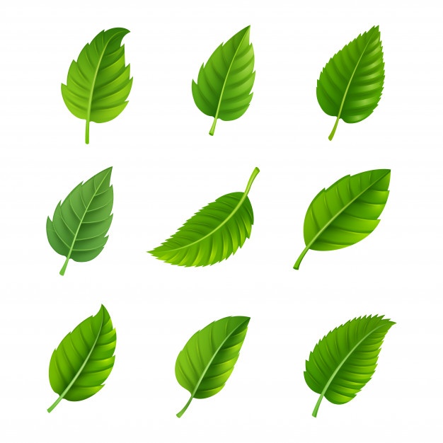 626x626 Leaf Vectors, Photos And Free Download