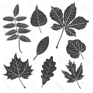 Leaf Silhouette Vector
