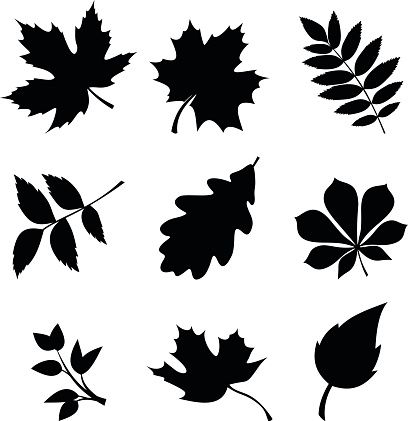 408x421 Set Of Leaves Vector Black Silhouettes Vector Art Illustration